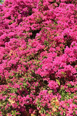 Obraz premium romantic background with pink fuchsia flowers blossoming in a awesome garden - vertical floral wallpaper