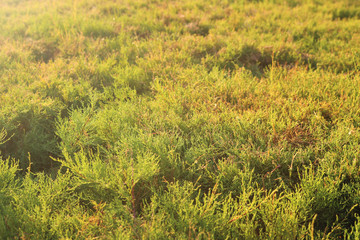 thick boxwood plant texture with a golden light of the sun on the surface	