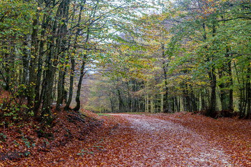 romantic path in the woods in autumn