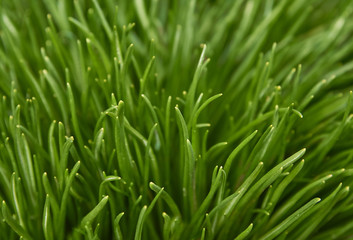 Obraz na płótnie Canvas Bright green grass. Green grass close-up background.