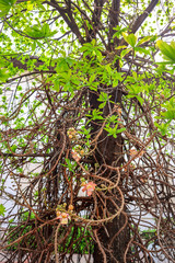 Sala flora or Shorea robusta flower,Shorea robusta