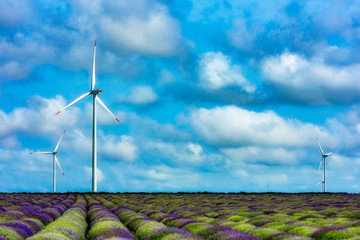 Beautiful sky with white clouds over a field of lavender and wind turbines, Gorun, Bulgaria