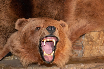 Fototapeta na wymiar photo of a head of a bear