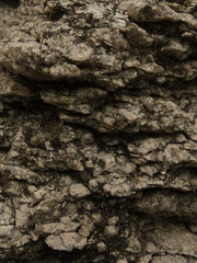 tree bark texture