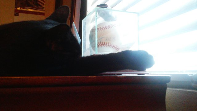 Cat Sleeping With Baseball In Glass Case On Table By Window