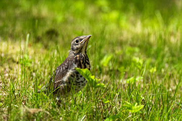 Thrush nestling in the grass. Sunny day. Birds of Russia.