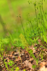 Spring Garden. Agriculture after snow. Close-up green grass. 