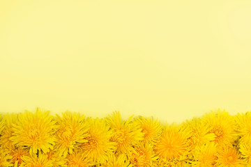 Yellow dandelions lie in a row from the bottom on a yellow background. Frame. Spring or summer mood. Place for text
