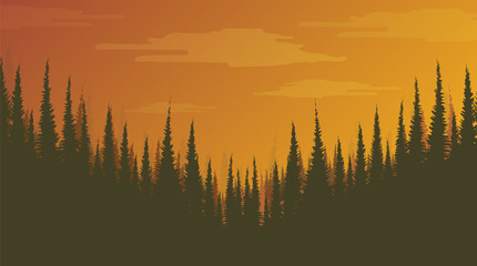 Foggy Pine Forest,landscape background,sunshine and sunrise concept design.