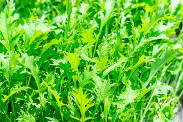 arugula background texture, the growing plants. Fresh Rocket salad organic