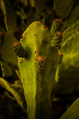 cactus natural salvaje en el campo con flores