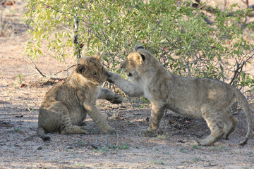 Two lion cubs.
Kruger National Park, South Africa.