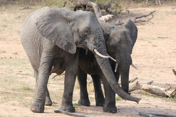 Fototapeta na wymiar Elephants Kruger National Park, South Africa. 