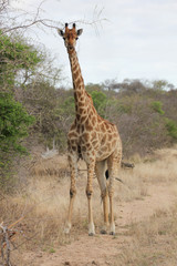 Kruger National Park, South Africa. 
Giraffe is looking at me.