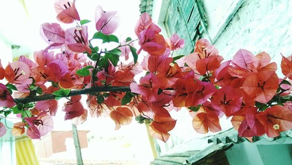 Close-up Of Bougainvillea Flowers Blooming Against Buildings