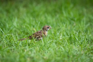 The Eurasian Tree Sparrow