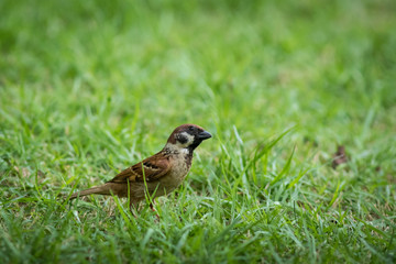 The Eurasian Tree Sparrow