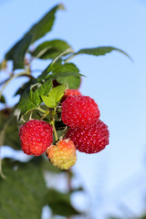 raspberry on a branch