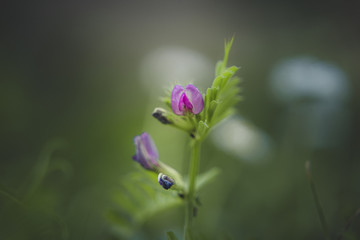 fleur