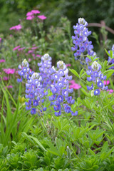 Obraz premium Texas bluebonnets in the flower garden