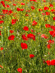 Fototapeta na wymiar (Papaver rhoeas) Common red poppies or field poppies
