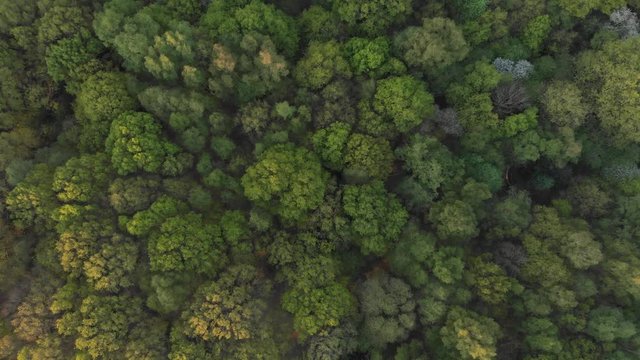 Drone Aerial Bird's-Eye-View Over Green Spring Ancient Woodland Canopy Warwickshire UK D-Cinelike