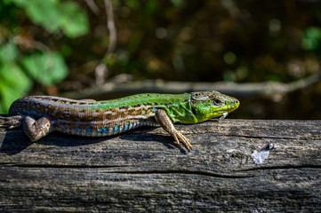 Green lizard on a wooden trunk close up (Lacerta viridis)