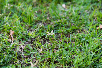 Small little flowers on a green grass