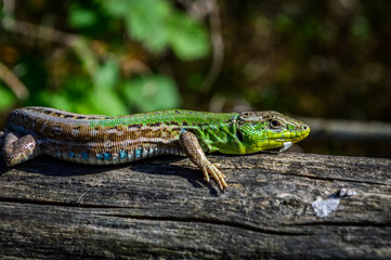 Green lizard on a wooden trunk close up (Lacerta viridis)
