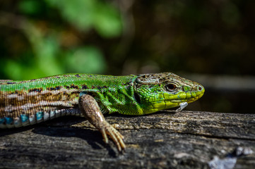 Green lizard on a wooden trunk close up (Lacerta viridis)