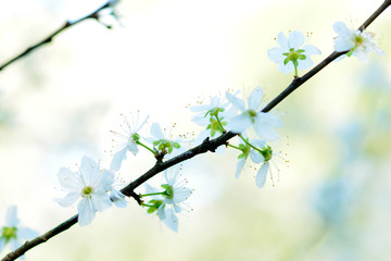 Flores de arbol frutal en primavera 