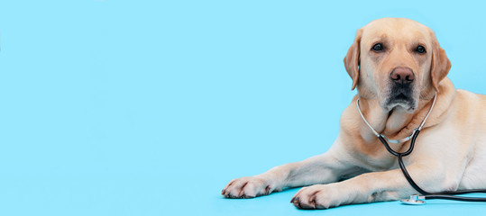 Dog doctor with stethoscope veterinarian on a blue background with copy space. Pet care concept. Banner.