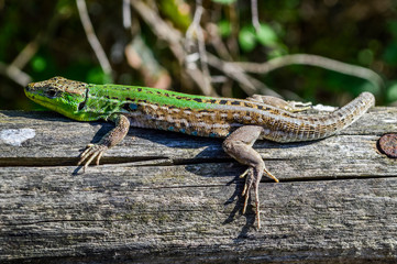 Green lizard on a wooden trunk close up (Lacerta viridis)