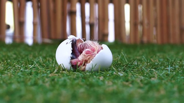 The chick is hatched from an egg. Scientific concept, ornithology. Beginning of life.