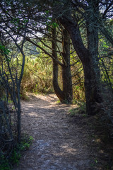 Pathway in the sand through the Po Delta Botanical Garden in the salt marsh at Rosolina Mare, Italy.