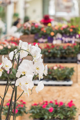 Flowers shop. There 's a white orchid in the foreground. In the background there are pallets with seedlings for gardeners