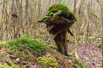 Forest snag in the moss. An old stump covered with lichen and moss.