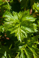 Closeup of a celery plant leaf, in a vegetable garden. Celery is a low carbohydrate food.