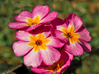 Closeup of beautiful pink and yellow flowers of a Polyanthus primula plant, variety Pink Champagne, in a garden