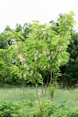 Fototapeta na wymiar Acacia tree blooming in springtime