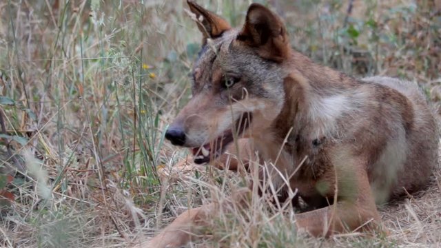 Iberian wolf (Canis lupus signatus)