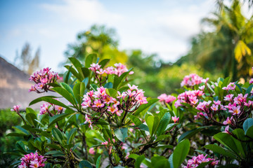 Pink plumeria in blossom