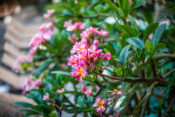 Pink plumeria in blossom