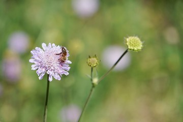 Biene mit Blütenstaub auf Blüte
