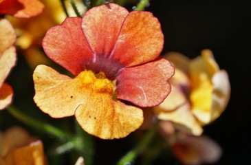 Blüte einer Sunsatia Plus oder Blood Orange