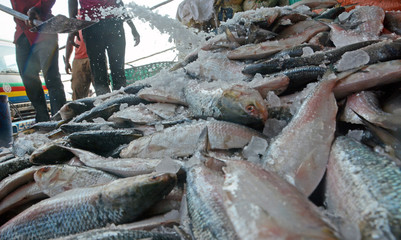 Delicious hilsha fish in local fish market