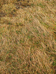 Yellow grass in a field, Abstract nature background.