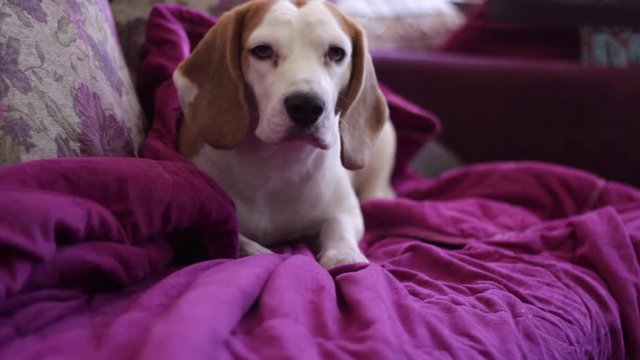 Old beagle dog alert to a sound on sofa couch