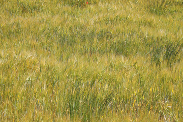 Green wheat in the field. french landscape