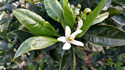 봄에 피는 귤꽃